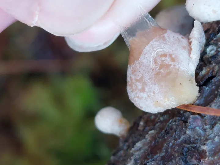 Foto yang diasosiasikan dengan Panellus mitis pada iNaturalist