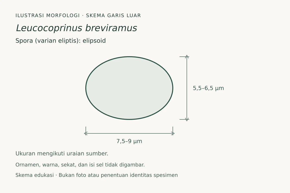 Skema garis luar spora (varian eliptis) Leucocoprinus breviramus: elipsoid, ukuran 7,5–9 × 5,5–6,5 µm
