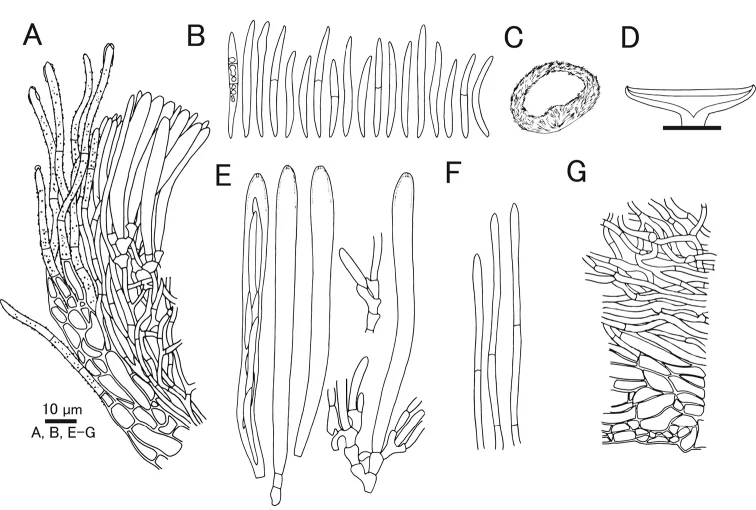 Pelat ilmiah Erioscyphella insulae menurut sumber