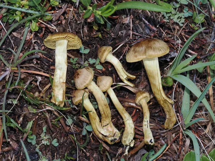 Foto yang diasosiasikan dengan Cortinarius cinnamomeoluteus pada iNaturalist