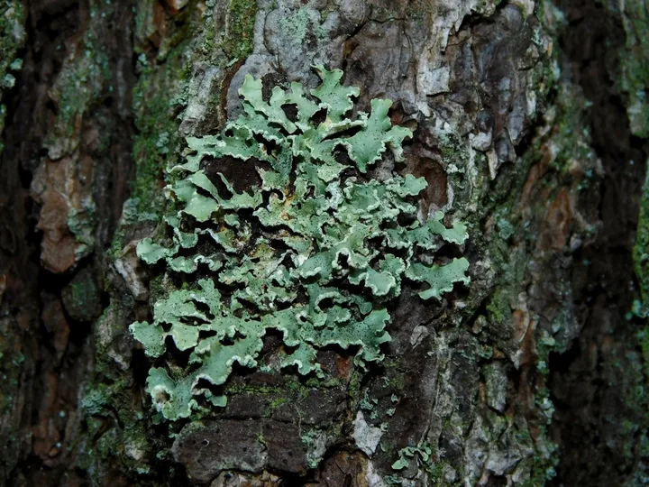Foto yang diasosiasikan dengan Usnocetraria oakesiana pada iNaturalist