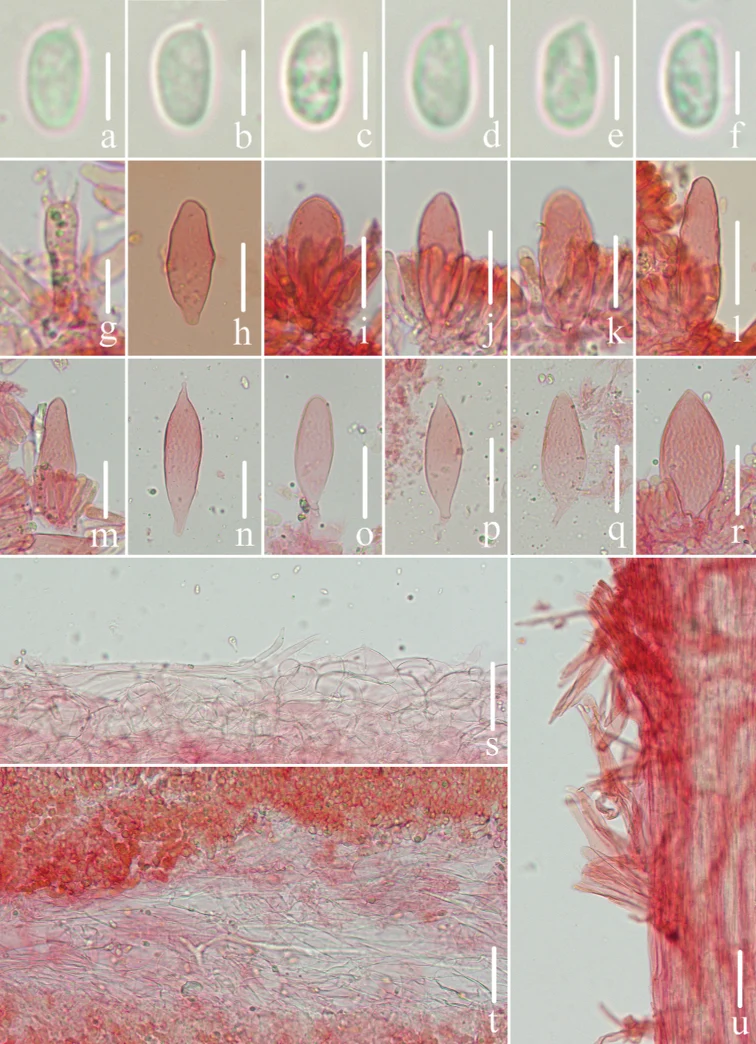 Pelat ilmiah Mycena polycystidiata menurut sumber