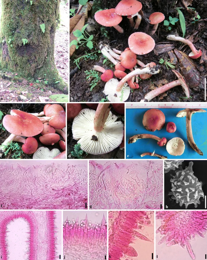 Pelat ilmiah Russula choptae menurut sumber