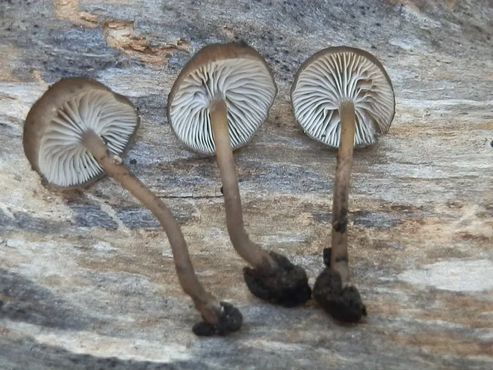 Foto yang diasosiasikan dengan Myxomphalia maura pada iNaturalist