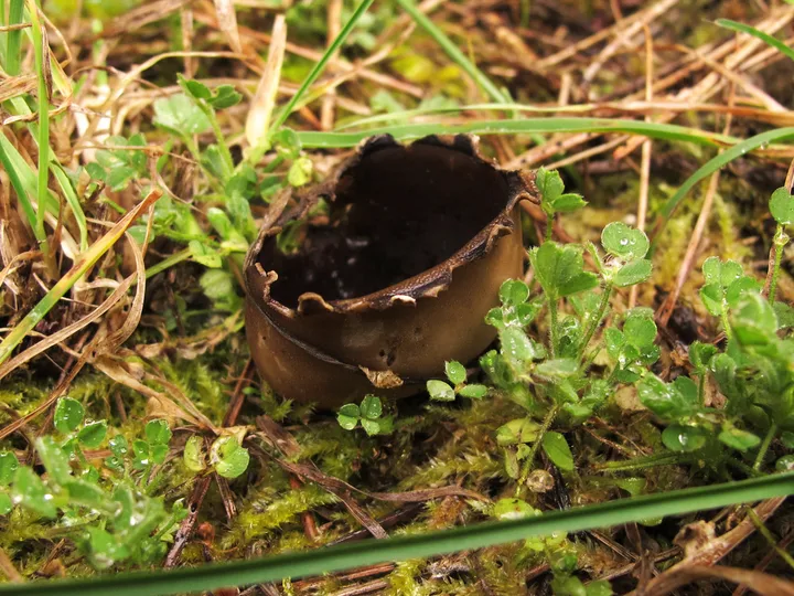 Foto yang diasosiasikan dengan Legaliana badia pada iNaturalist