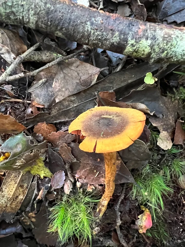 Foto yang diasosiasikan dengan Cortinarius egmontianus pada iNaturalist