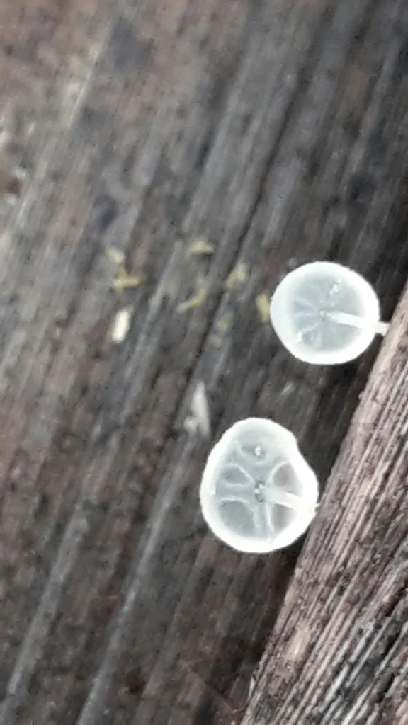 Foto yang diasosiasikan dengan Gloiocephala phormiorum pada iNaturalist