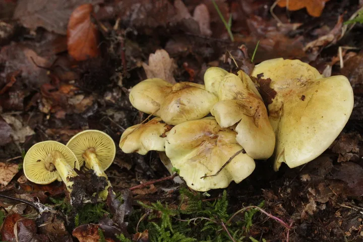 Foto yang diasosiasikan dengan Tricholoma sulphureum pada iNaturalist
