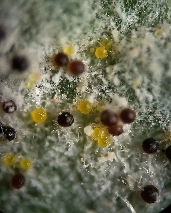 Foto yang diasosiasikan dengan Erysiphe convolvuli pada iNaturalist