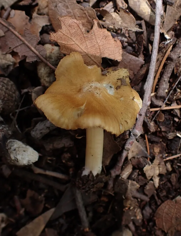 Foto yang diasosiasikan dengan Inocybe aeruginascens pada iNaturalist
