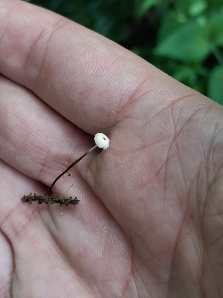 Foto yang diasosiasikan dengan Marasmius wettsteinii pada iNaturalist