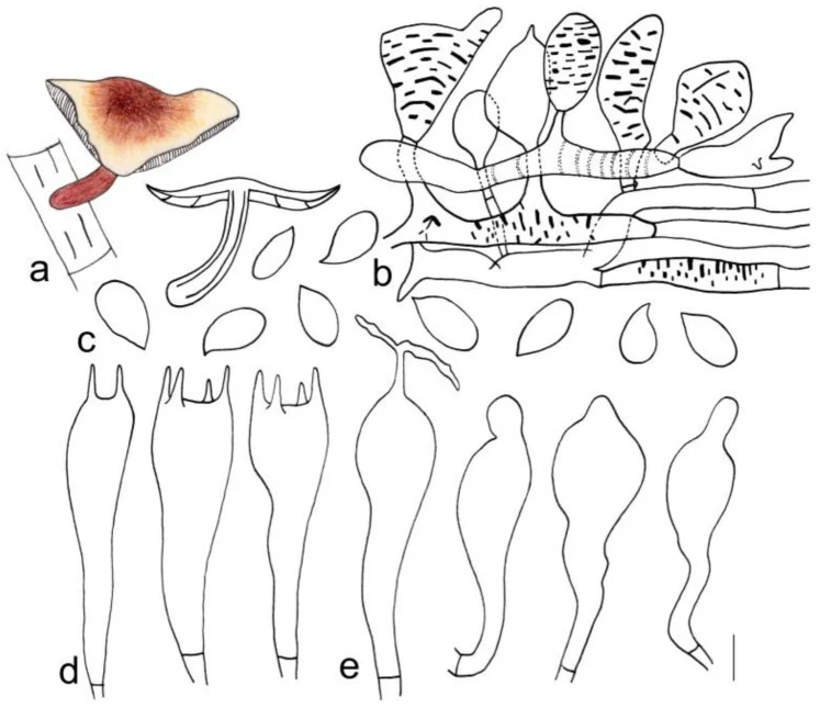 Pelat ilmiah Gymnopus globulosus menurut sumber