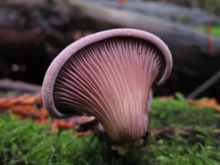 Foto yang diasosiasikan dengan Panus conchatus pada iNaturalist