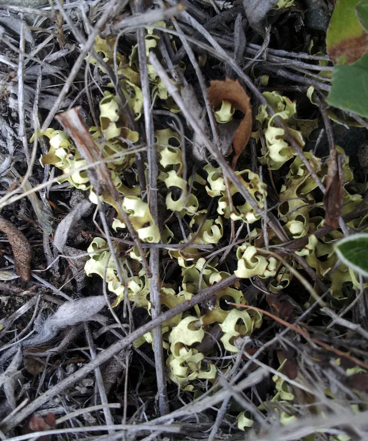 Foto yang diasosiasikan dengan Xanthoparmelia semiviridis pada iNaturalist