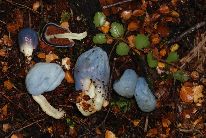 Foto yang diasosiasikan dengan Clavogaster virescens pada iNaturalist