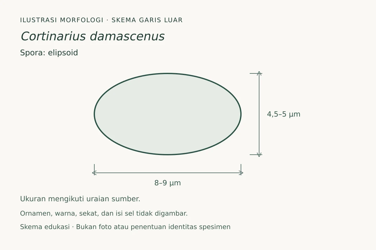 Skema garis luar spora Cortinarius damascenus: elipsoid, ukuran 8–9 × 4,5–5 µm