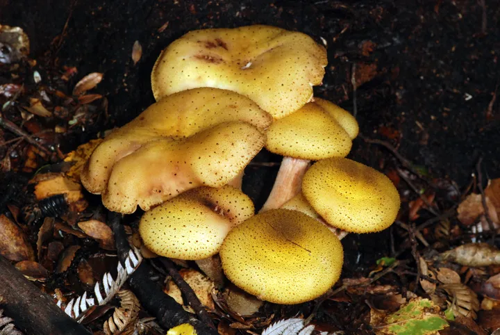 Foto yang diasosiasikan dengan Armillaria limonea pada iNaturalist