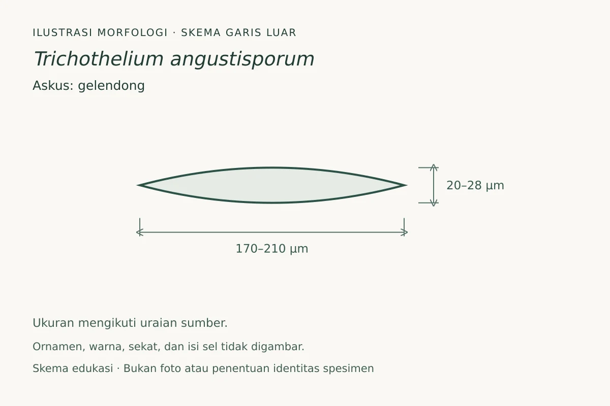Skema garis luar askus Trichothelium angustisporum: gelendong, ukuran 170–210 × 20–28 µm