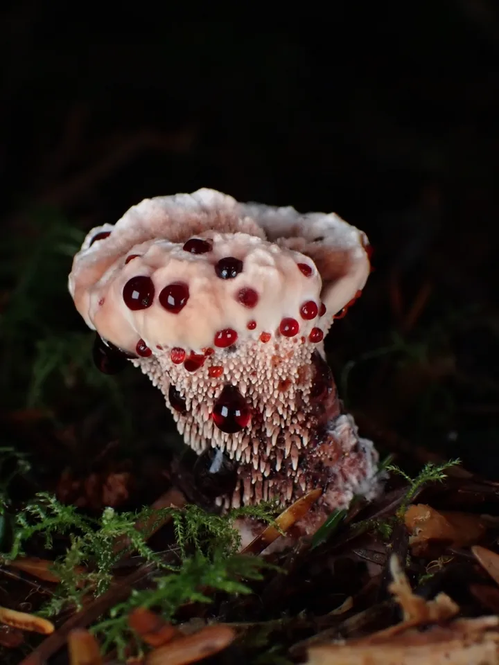 Foto yang diasosiasikan dengan Hydnellum peckii pada iNaturalist