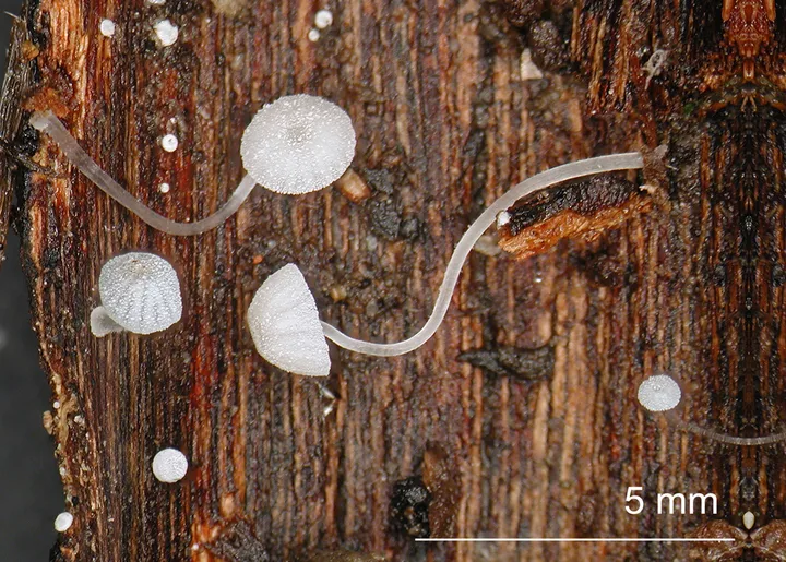 Foto yang diasosiasikan dengan Mycena tenerrima pada iNaturalist