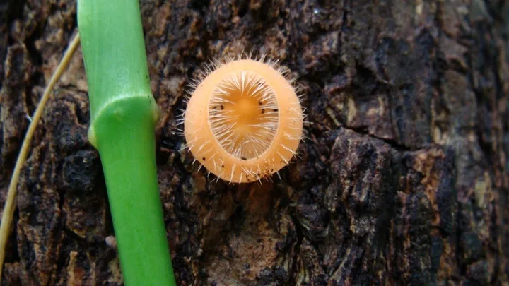 Foto yang diasosiasikan dengan Cookeina tricholoma pada iNaturalist