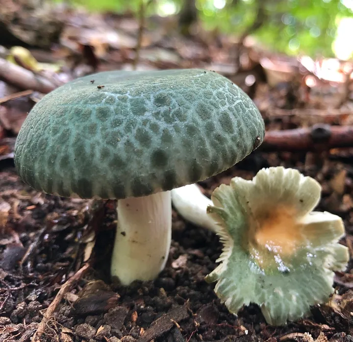 Foto yang diasosiasikan dengan Russula parvovirescens pada iNaturalist