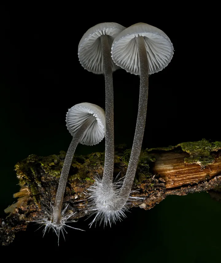Foto yang diasosiasikan dengan Mycena filopes pada iNaturalist
