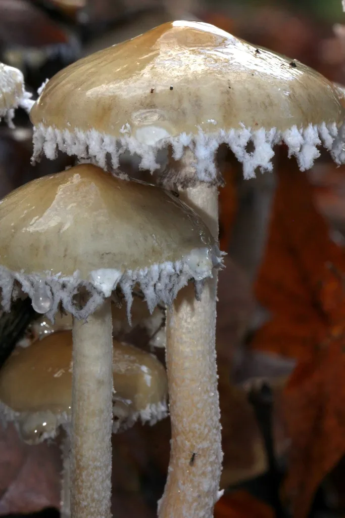 Foto yang diasosiasikan dengan Stropharia ambigua pada iNaturalist