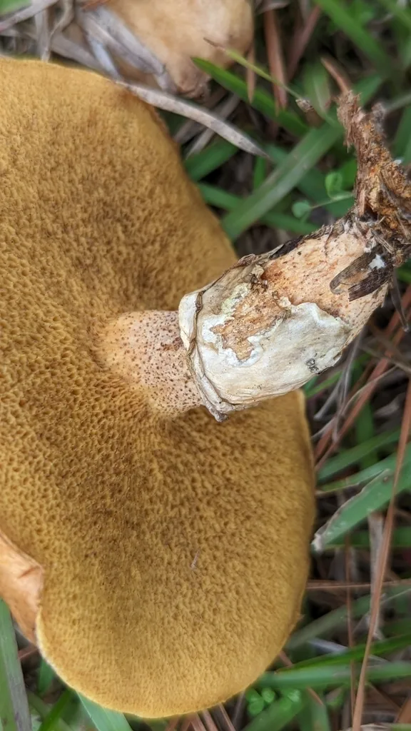 Foto yang diasosiasikan dengan Suillus cothurnatus pada iNaturalist