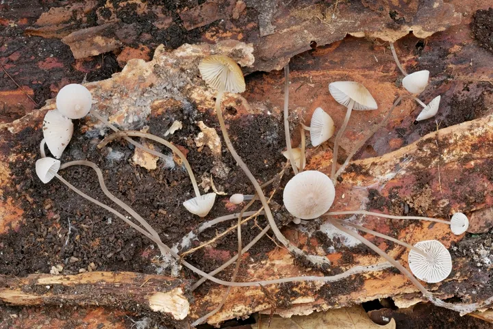 Foto yang diasosiasikan dengan Mycena filopes pada iNaturalist
