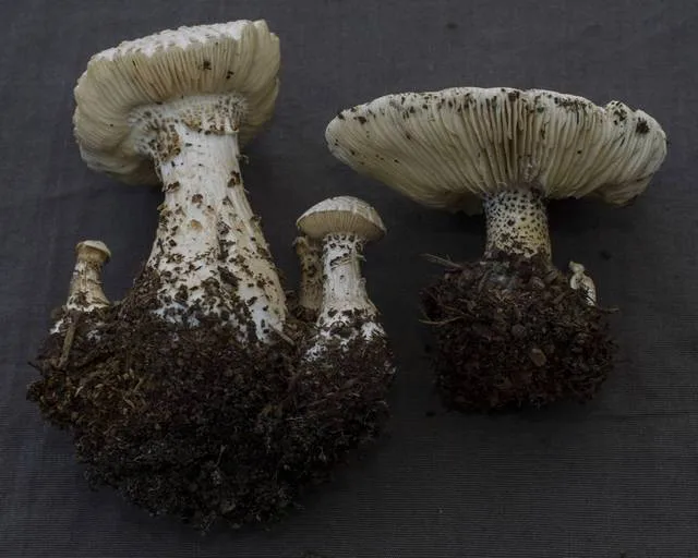 Foto yang diasosiasikan dengan Melanoleuca verrucipes pada iNaturalist