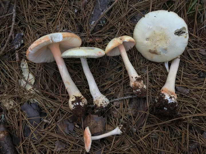 Foto yang diasosiasikan dengan Amanita roseotincta pada iNaturalist