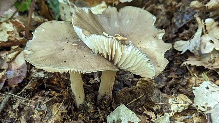 Foto yang diasosiasikan dengan Megacollybia platyphylla pada iNaturalist