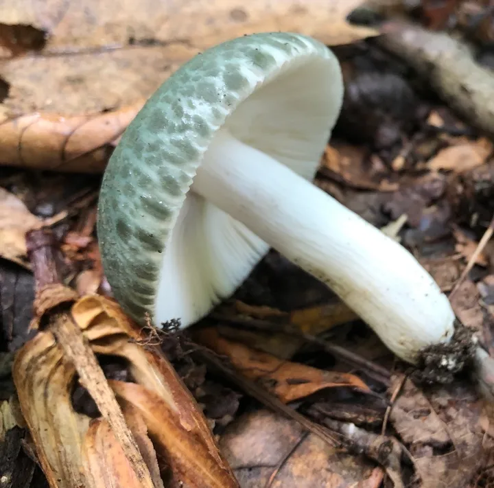 Foto yang diasosiasikan dengan Russula parvovirescens pada iNaturalist
