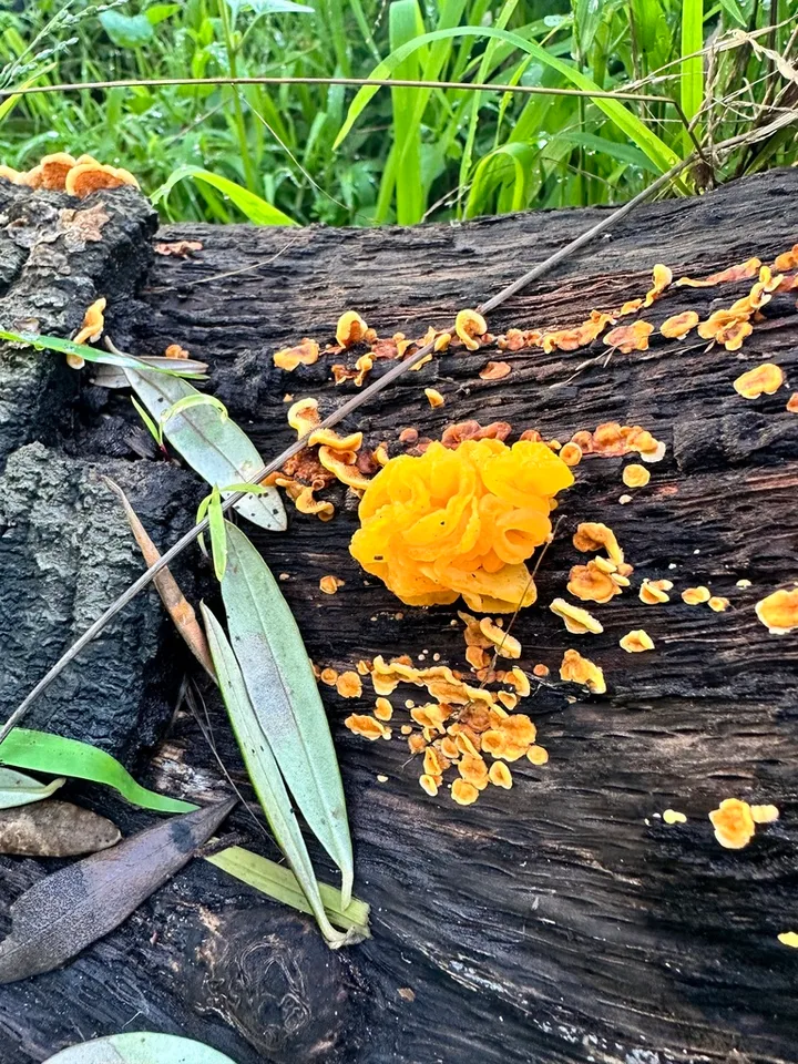Foto yang diasosiasikan dengan Naematelia aurantia pada iNaturalist