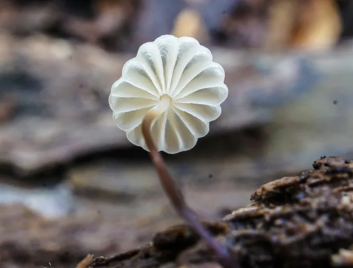 Foto yang diasosiasikan dengan Marasmius rotula pada iNaturalist