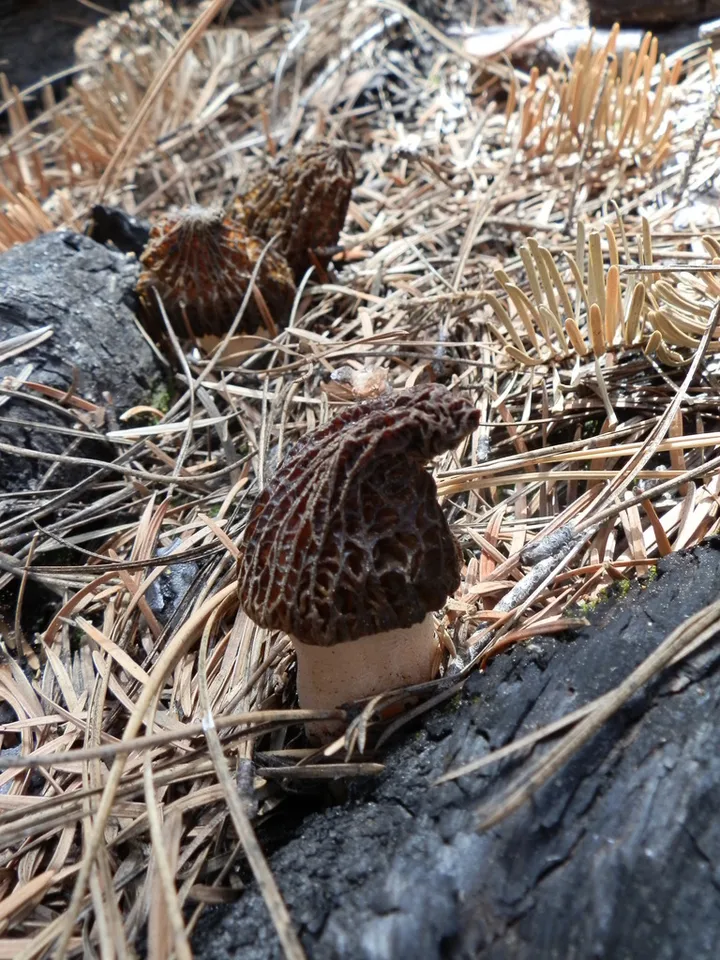 Foto yang diasosiasikan dengan Morchella sextelata pada iNaturalist