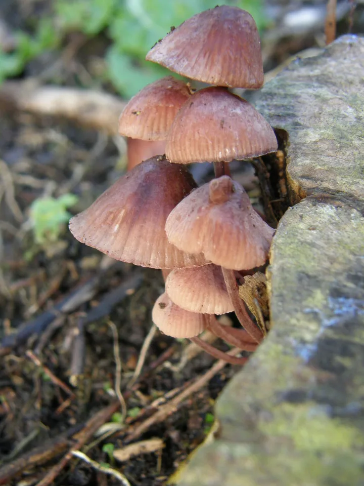 Foto yang diasosiasikan dengan Mycena mariae pada iNaturalist