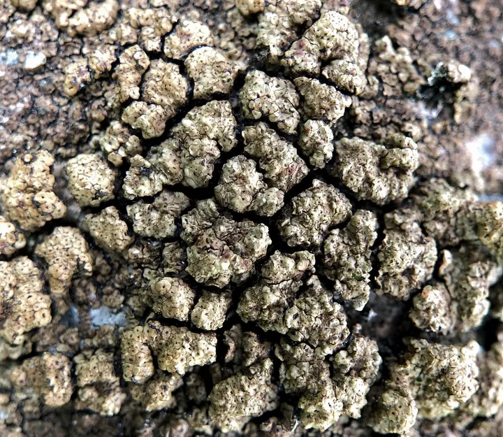 Foto yang diasosiasikan dengan Acarospora fuscata pada iNaturalist