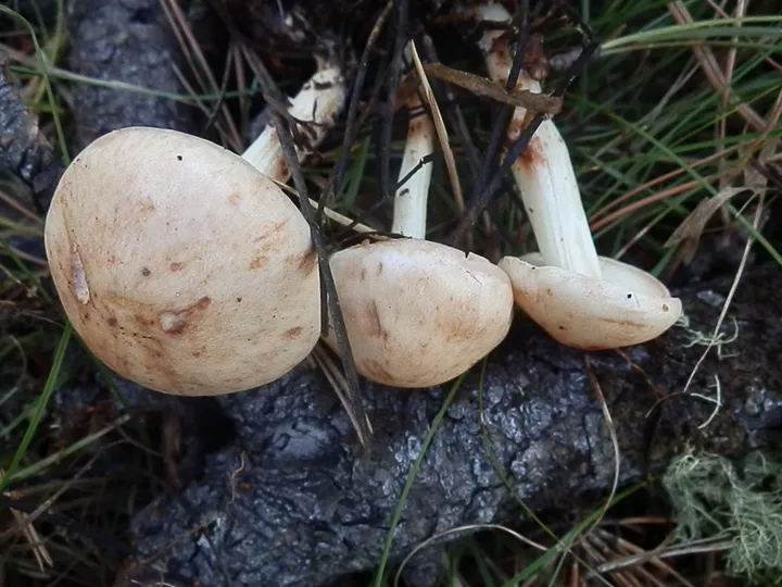 Foto yang diasosiasikan dengan Rhodocollybia maculata pada iNaturalist