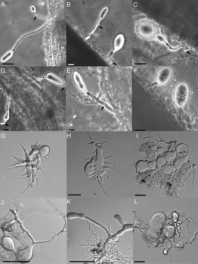 Pelat ilmiah Liebetanzomyces polymorphus menurut sumber