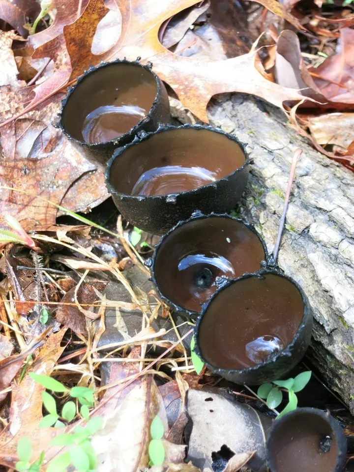 Foto yang diasosiasikan dengan Urnula craterium pada iNaturalist