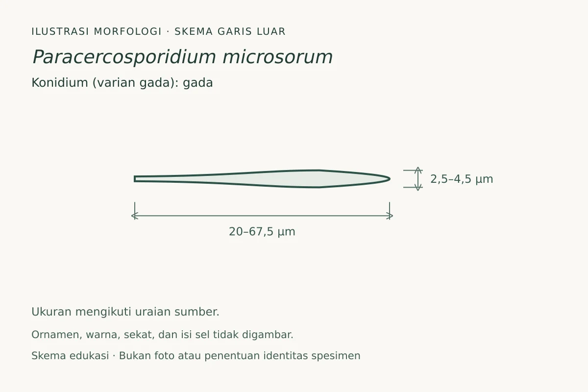 Skema garis luar konidium (varian gada) Paracercosporidium microsorum: gada, ukuran 20–67,5 × 2,5–4,5 µm