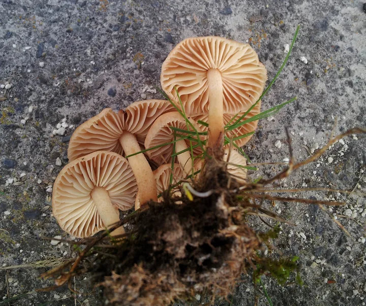 Foto yang diasosiasikan dengan Marasmius oreades pada iNaturalist