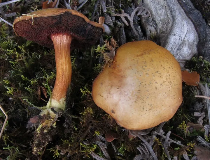 Foto yang diasosiasikan dengan Chalciporus piperatus pada iNaturalist