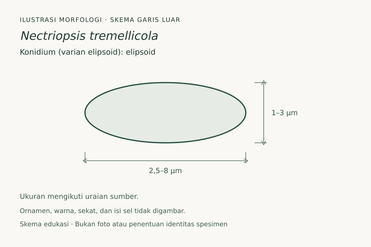 Skema garis luar konidium (varian elipsoid) Nectriopsis tremellicola: elipsoid, ukuran 2,5–8 × 1–3 µm