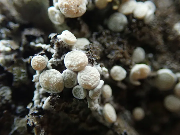 Foto yang diasosiasikan dengan Ochrolechia upsaliensis pada iNaturalist