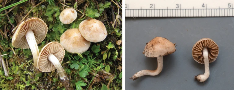 Pelat ilmiah Hebeloma aurantioumbrinum menurut sumber