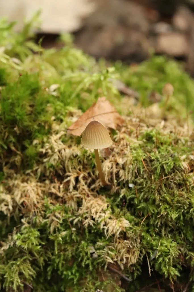Foto yang diasosiasikan dengan Mycena viridimarginata pada iNaturalist
