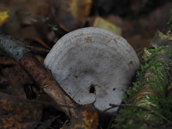 Foto yang diasosiasikan dengan Lactarius flexuosus pada iNaturalist